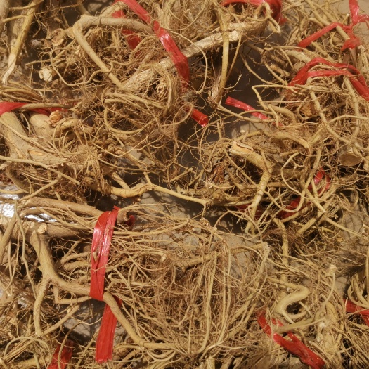 阳春市牛奶树根  水洗白花牛奶根干品，特香牛奶味，熬汤料。