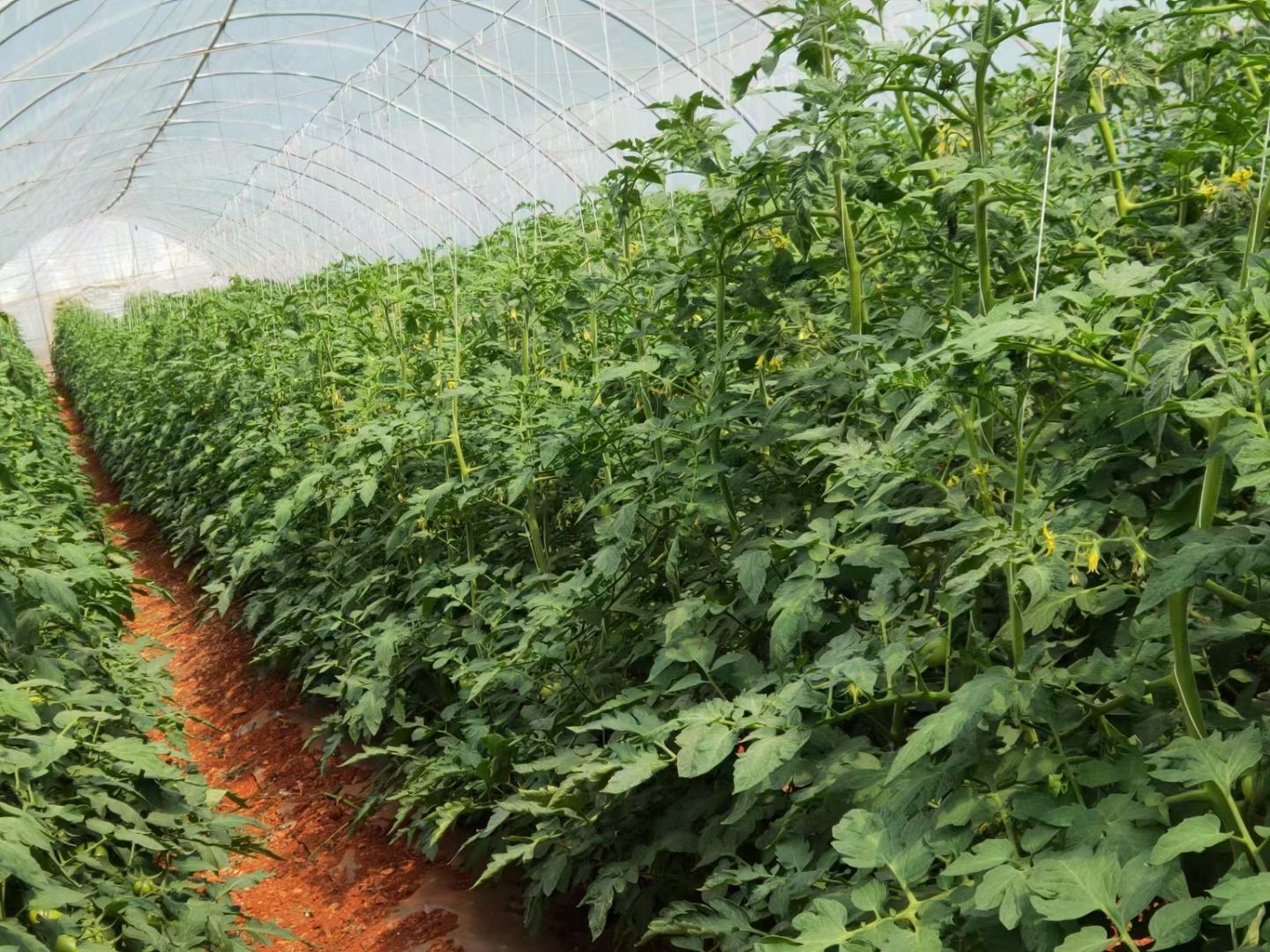 大量元素水溶肥  大量元素肥料  平衡的：NPK20-20-