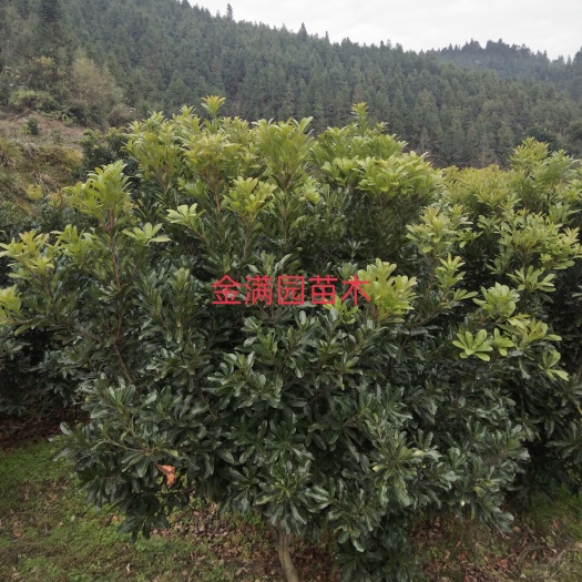 靖州县荸荠杨梅种苗