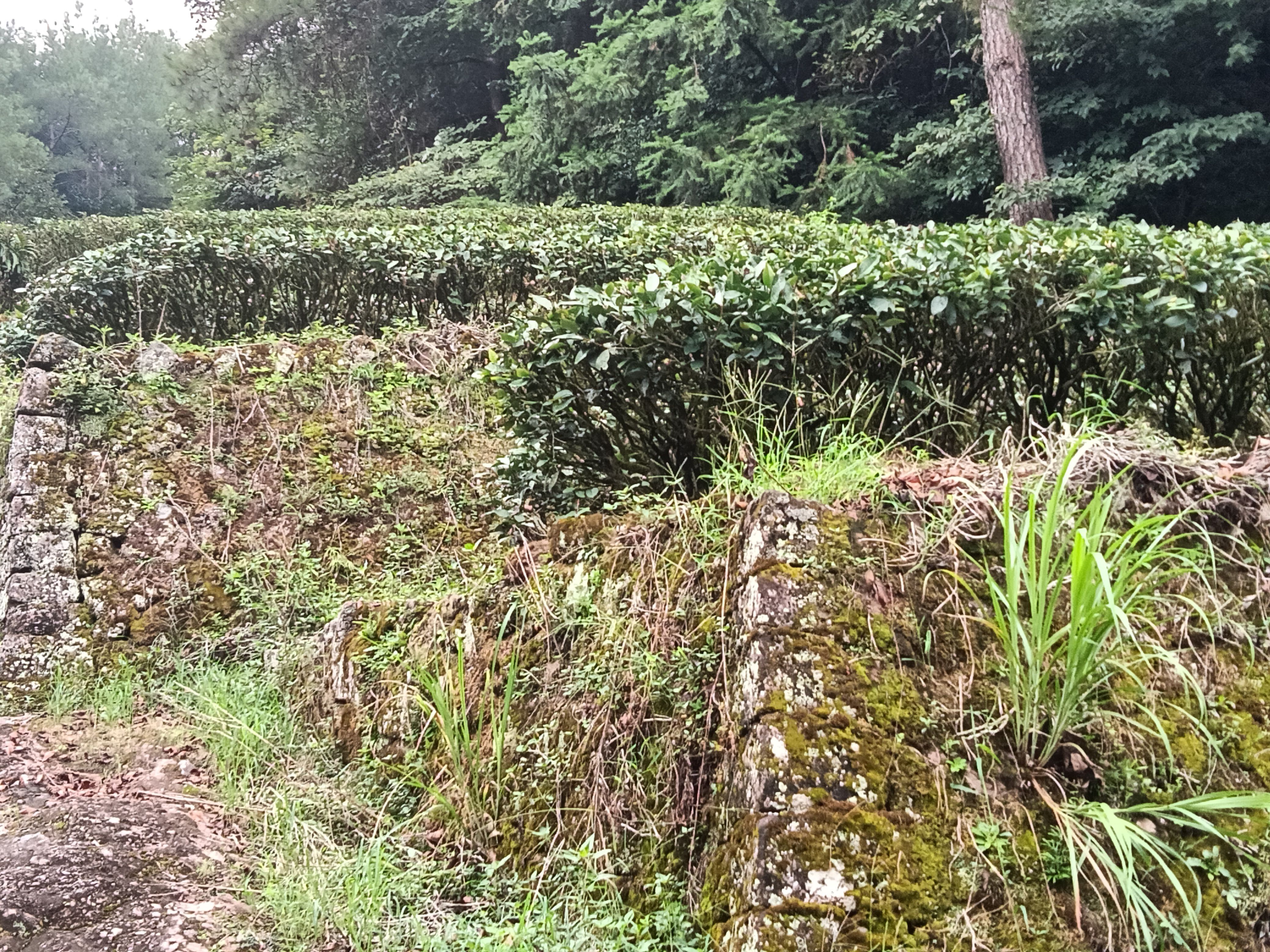 武夷山正山小種散裝500g新茶茶湯金黃花香小種茶葉一件代發(fā)