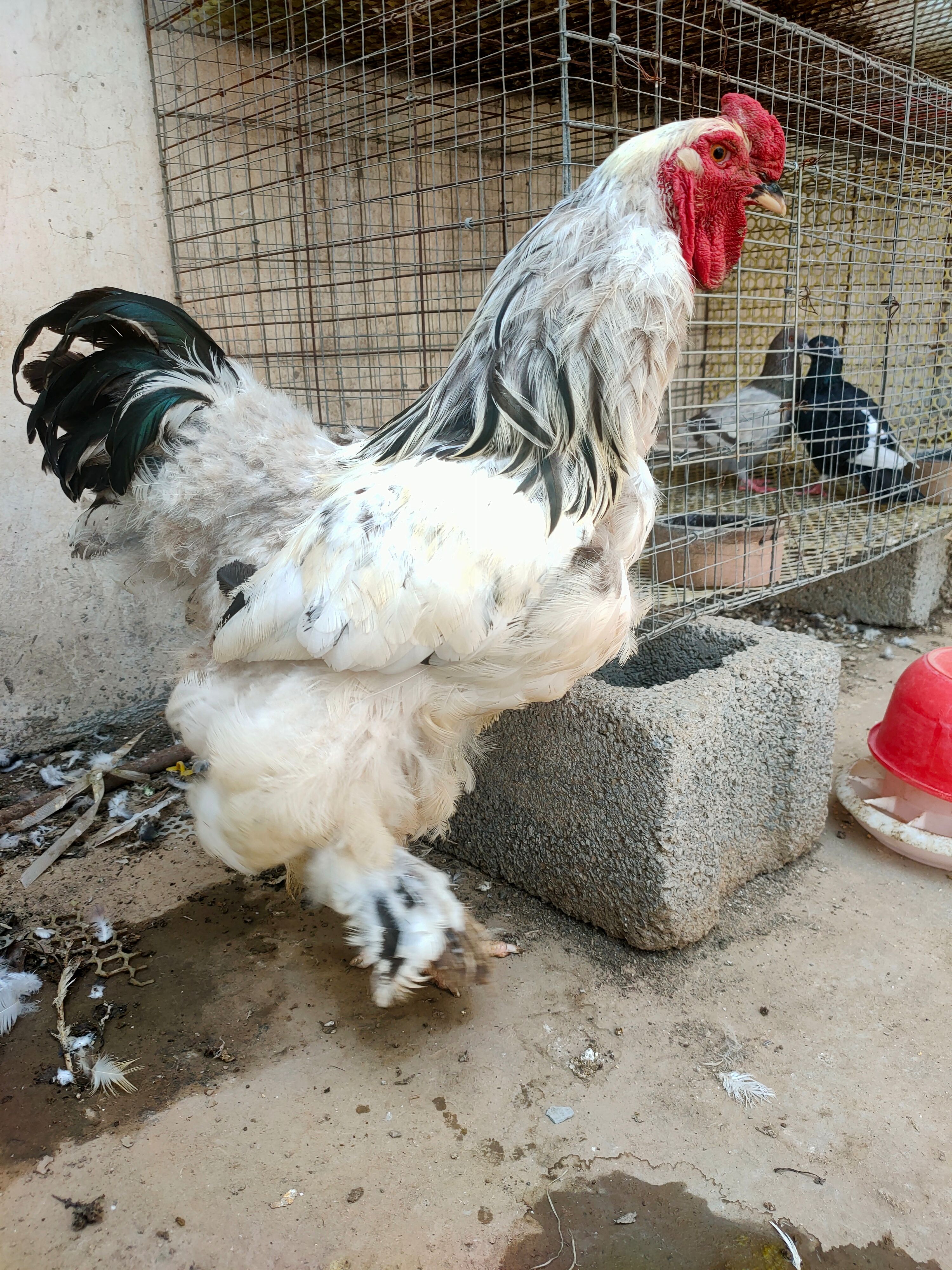 青铜尼古拉贝蒂娜火鸡脱温苗活体半大鸡雏出壳鸡包打疫苗厂家直销