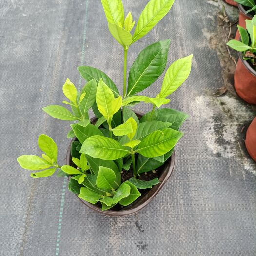 平湖市小叶栀子 栀子花