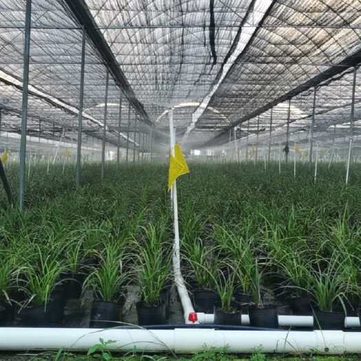 春剑兰花  大量供应普草，有意向请联系