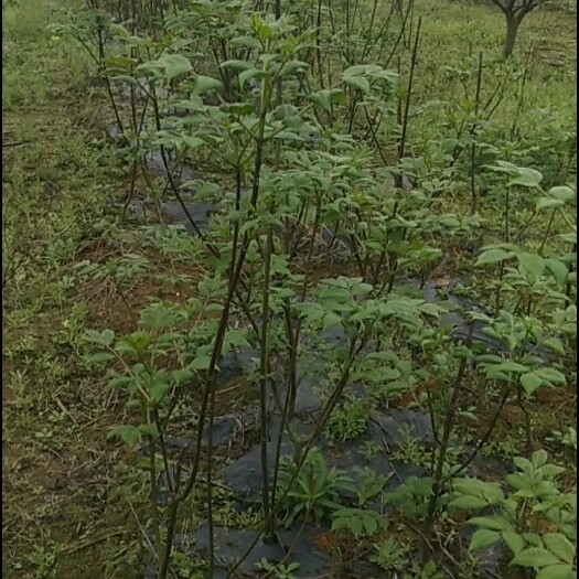 江西中花吴茱萸苗，吴茱萸扦插苗