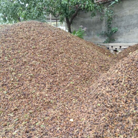 柏树果 大量柏树壳