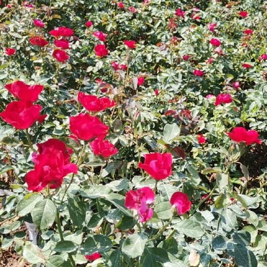  月季花，庭院种植，道路绿化种植，