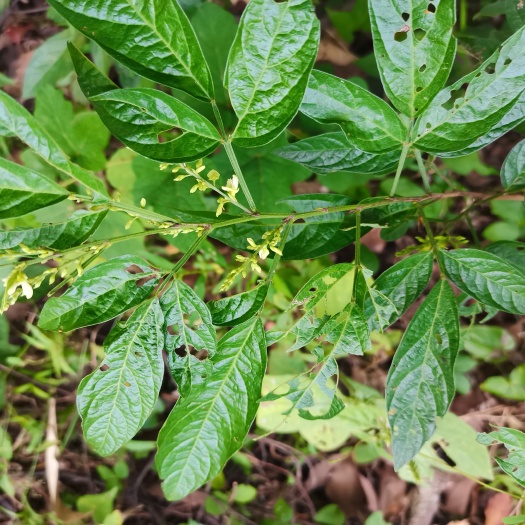 罗布麻 饿蚂蝗