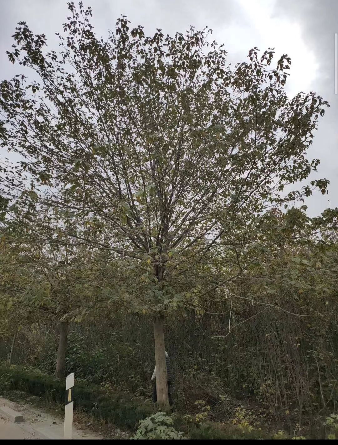 构树苗  15～20公分的构树有量供应，南京货源，质量保证