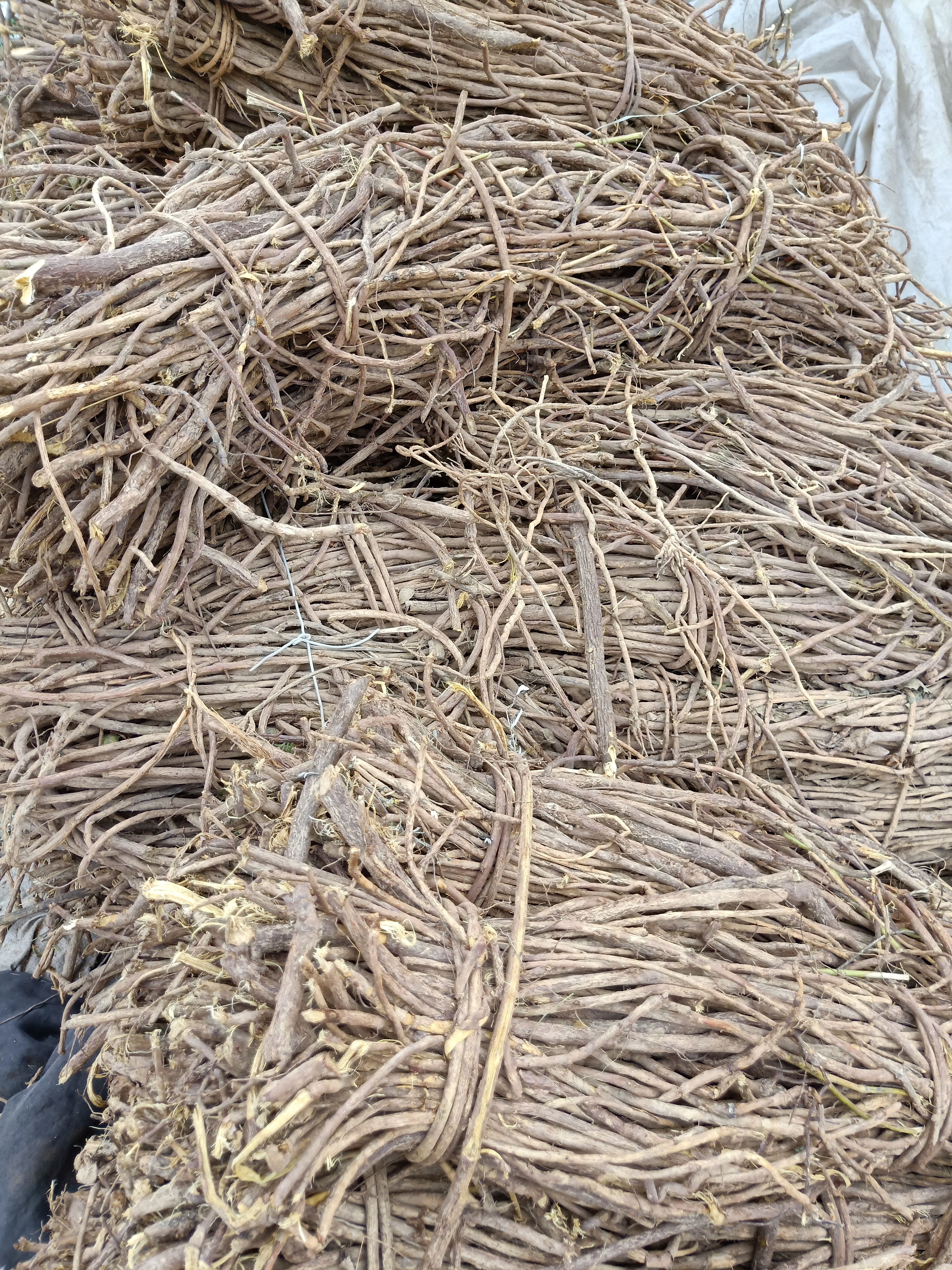 光果甘草  陕北干甘草，药性高，质量好，量大，预购从速