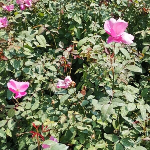  月季花，庭院种植，道路绿化种植，