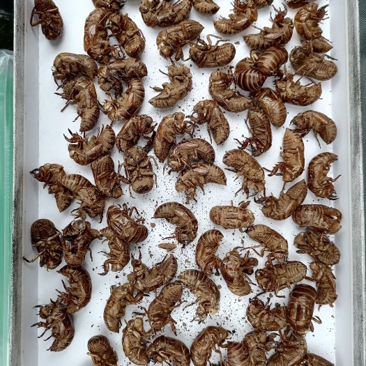 芒市云南山区蝉蜕