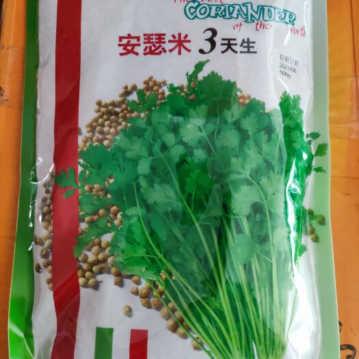 华容县安瑟米3天生香菜种子,香味浓耐热耐寒播种后30天收获四季可播