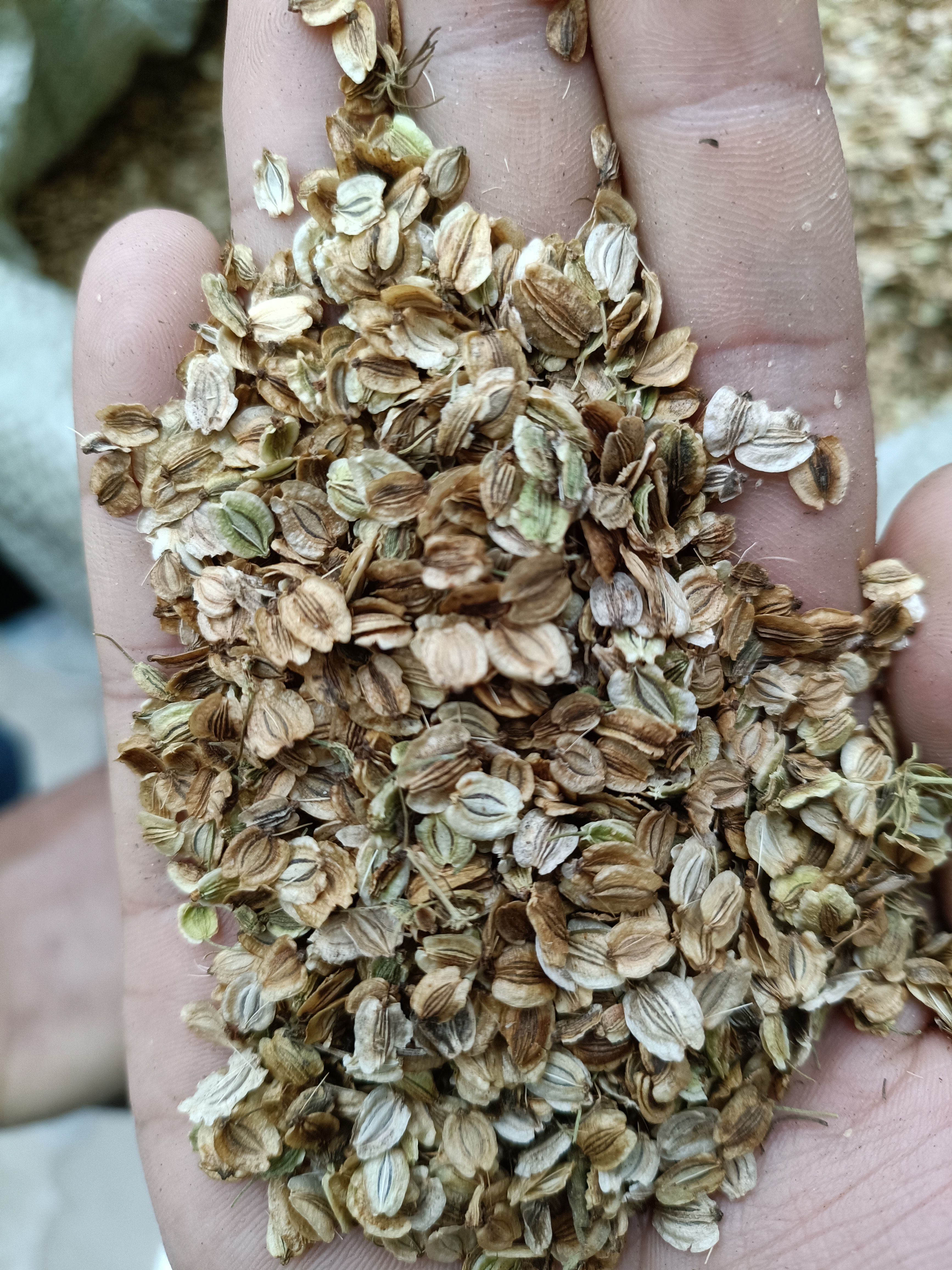 白芷种子  中药材 白芷籽 白芷种苗基地纯新两年种子一手货源
