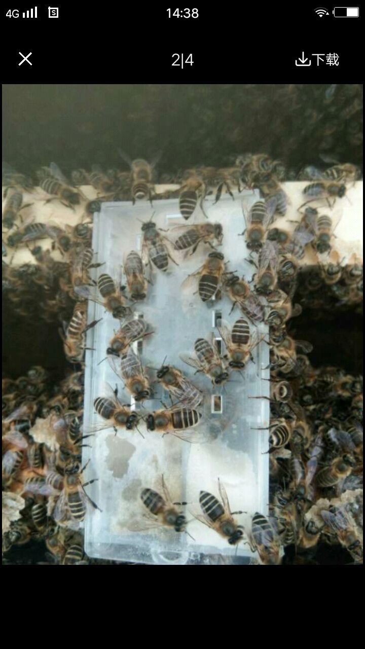 中华蜜蜂  四川省阿坝州马尔康原种王，阿坝原种王，一年良种王
