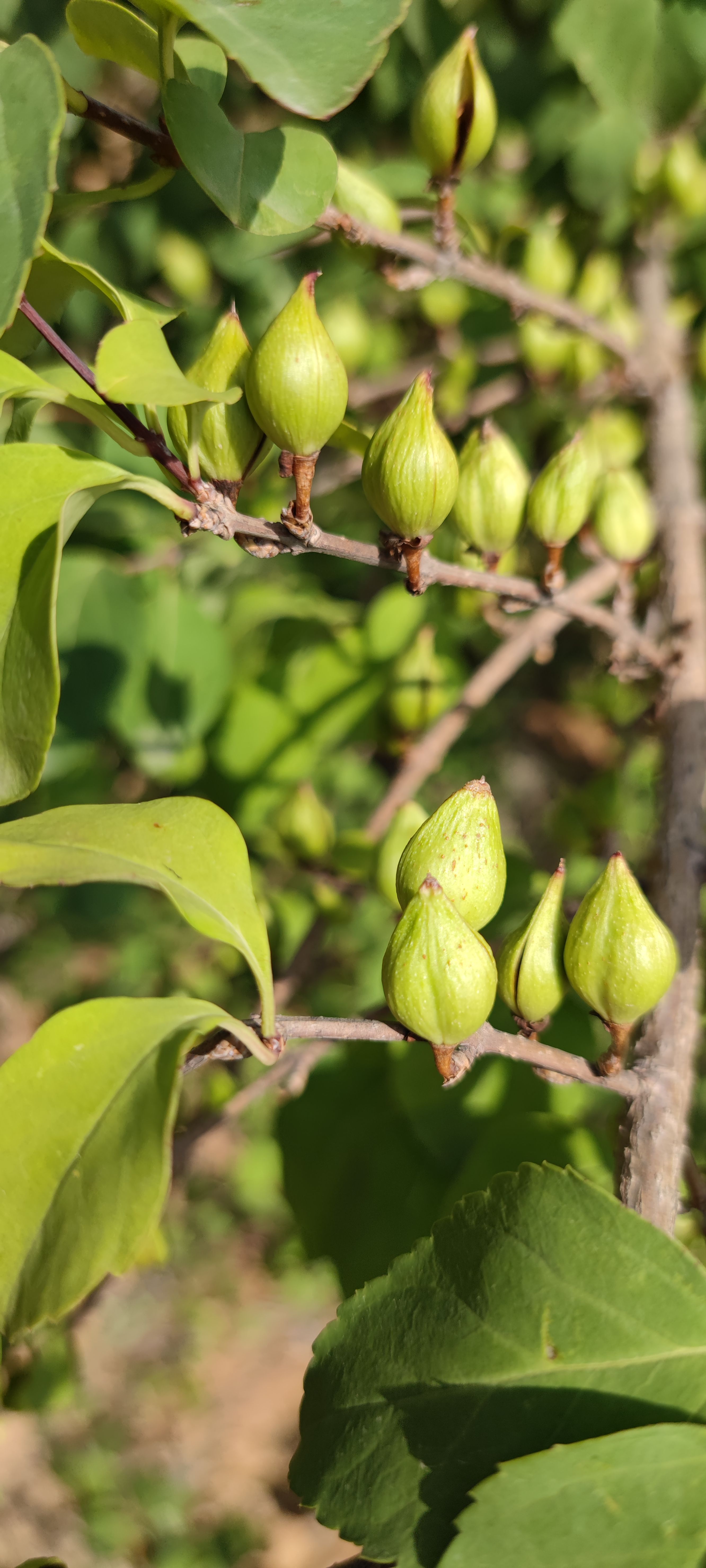 东北连翘苗 连翘苗 高产连翘苗 千亩连翘苗种植基地