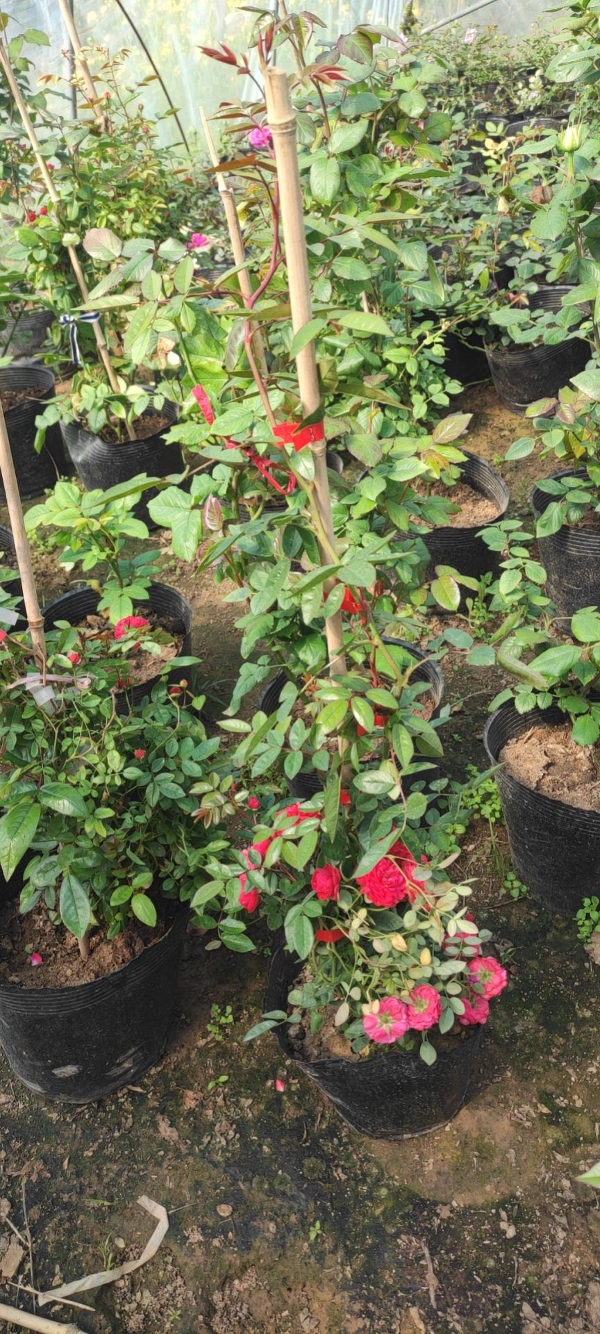 木香花苗爬藤攀援植物浓香七里香十里香黄木香白木香