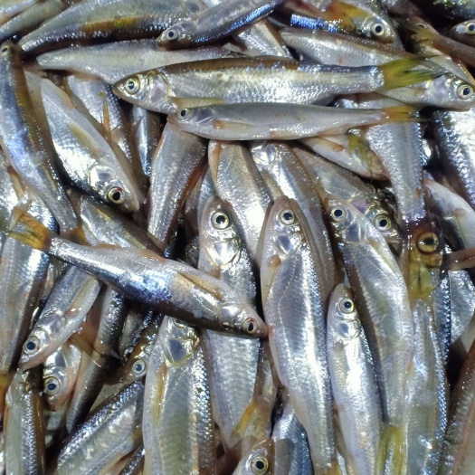 杜尔伯特餐鲦鱼 量鲜度好