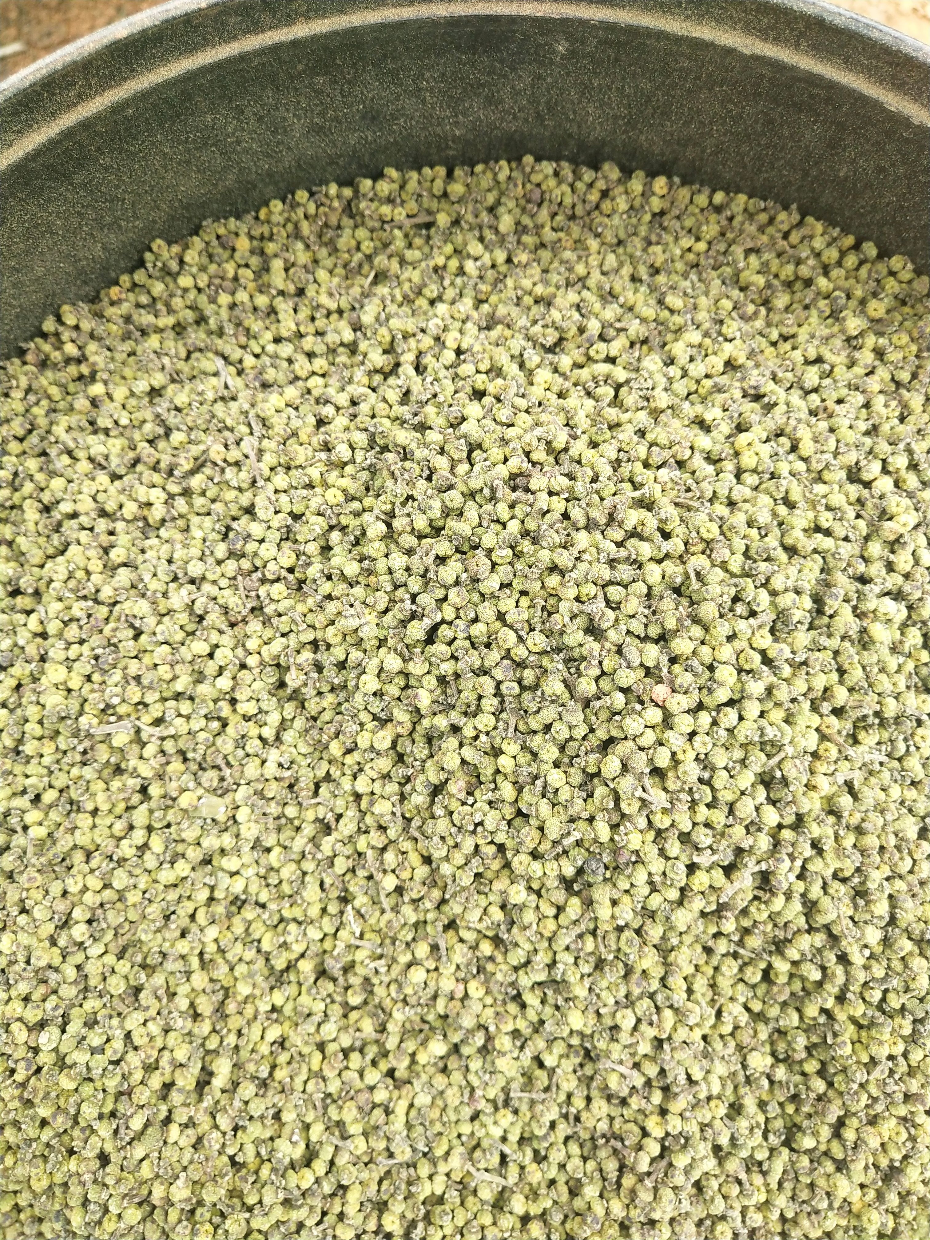 吴茱萸苗，江西中花吴茱萸枝条