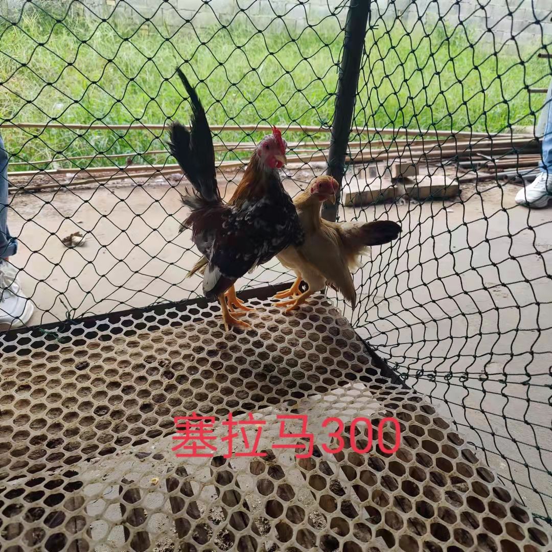 青铜尼古拉贝蒂娜火鸡脱温苗活体半大鸡雏出壳鸡包打疫苗厂家直销