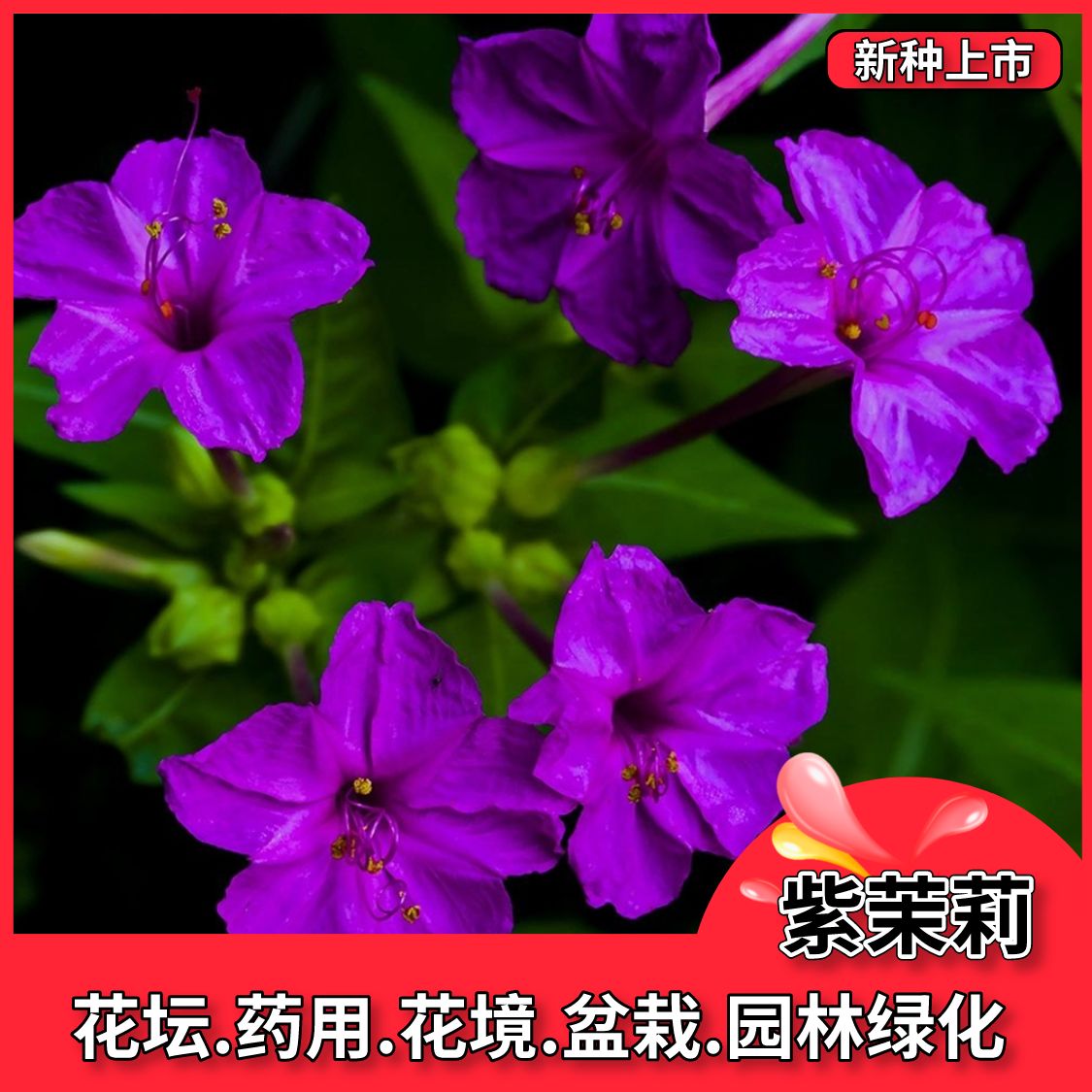 沭阳县茉莉花种子紫茉莉种子条纹地雷花种子晚饭花种籽盆栽四季播种子