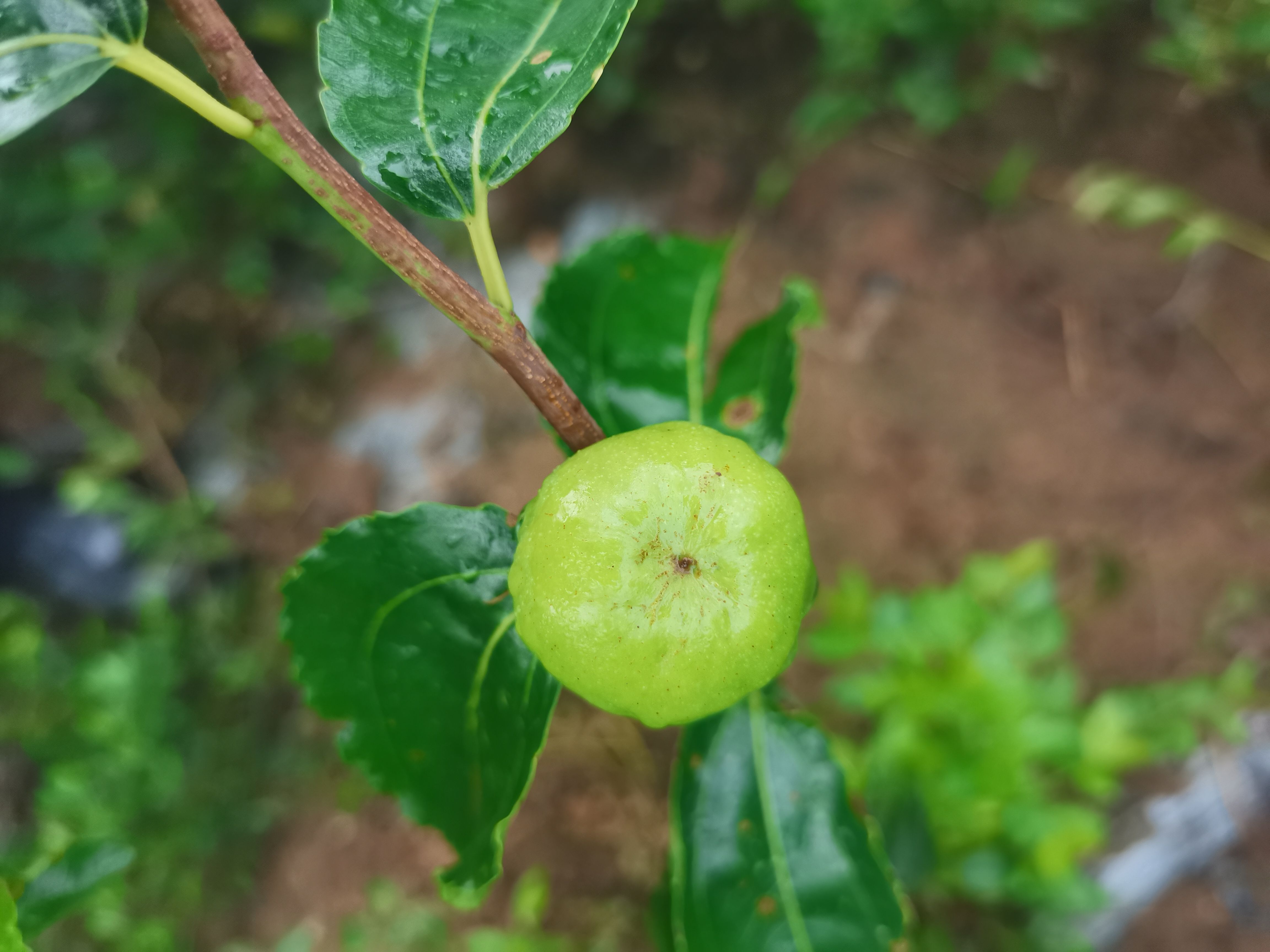 油蟠脆枣苗  ，南北方种植当年结果家庭小院盆栽种植特脆甜可口