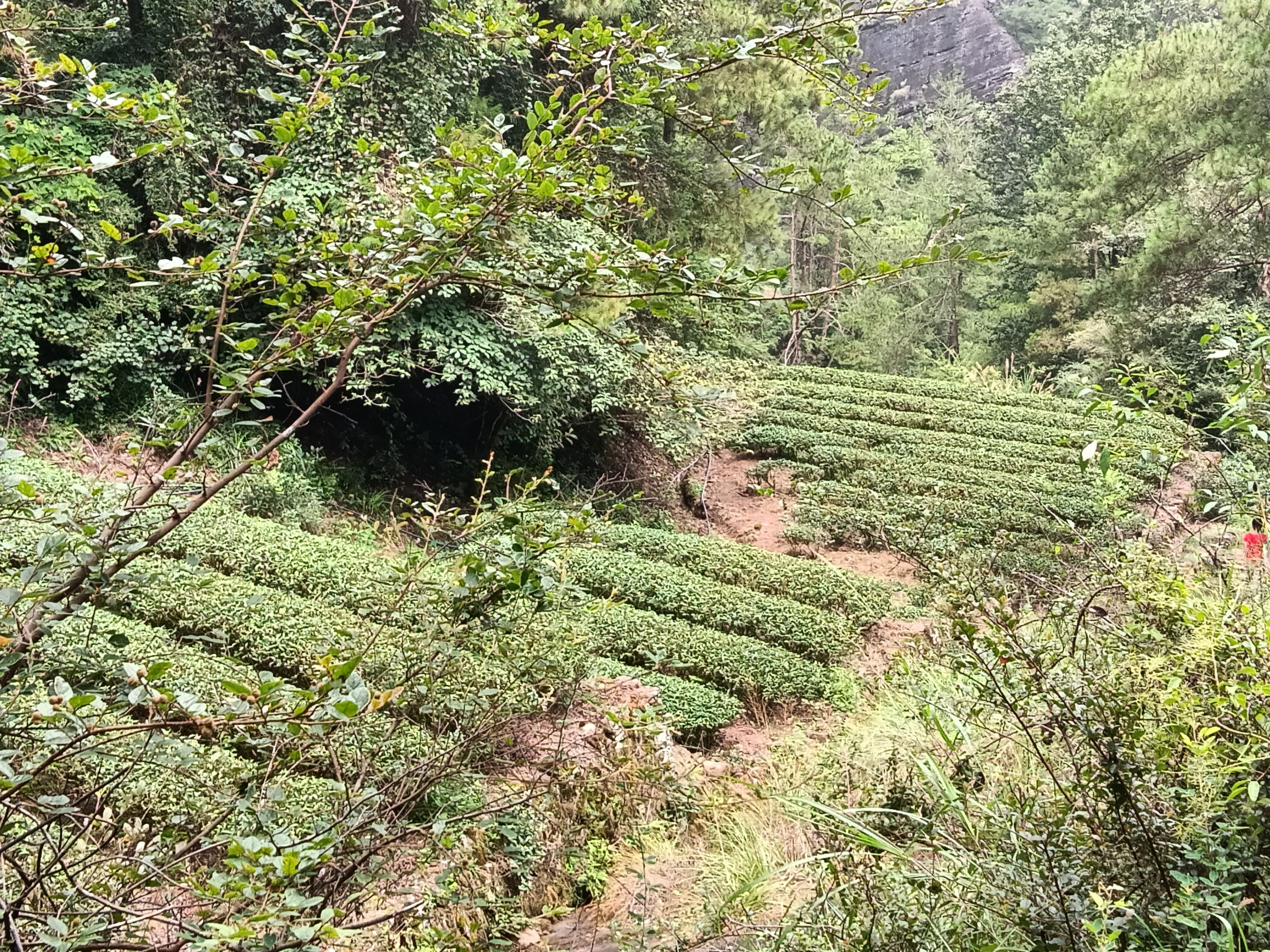 武夷山正山小種散裝500g新茶茶湯金黃花香小種茶葉一件代發(fā)