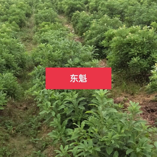 靖州县杨梅树  东魁3
