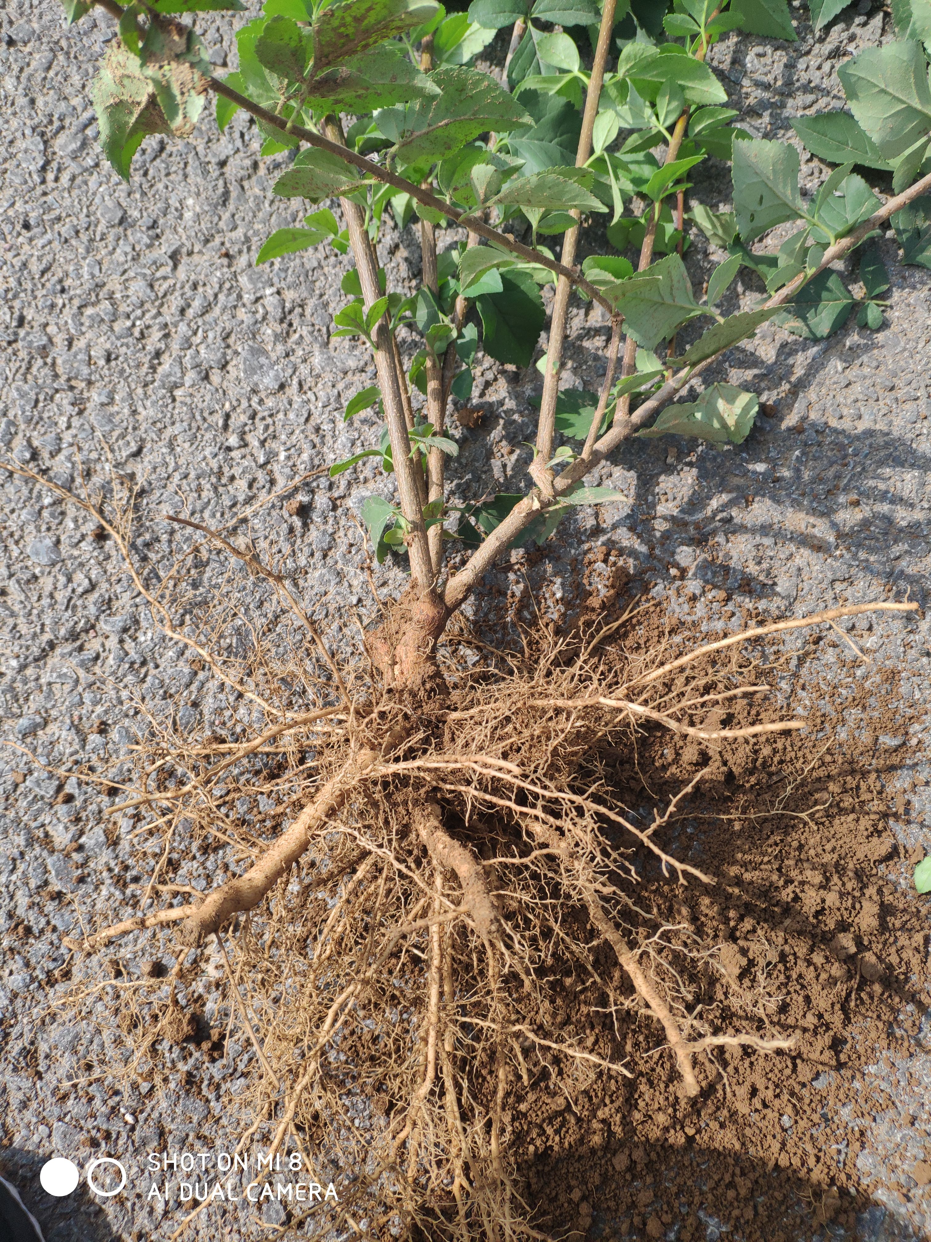 东北连翘苗  连翘苗结果连翘苗大果高产连翘苗千亩种植基地