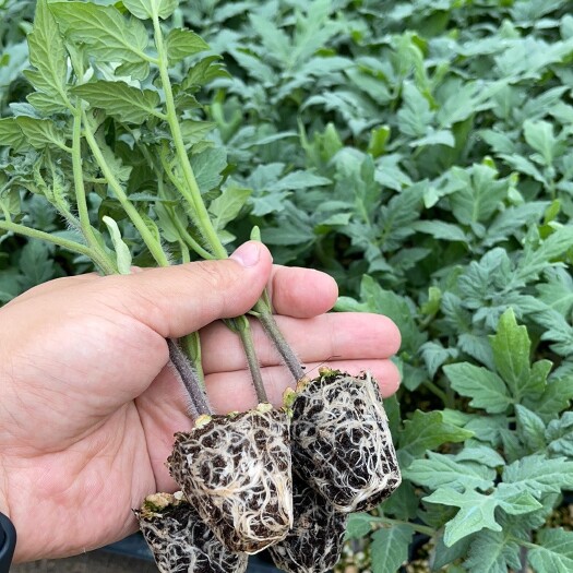 寿光市西红柿苗 德馨401