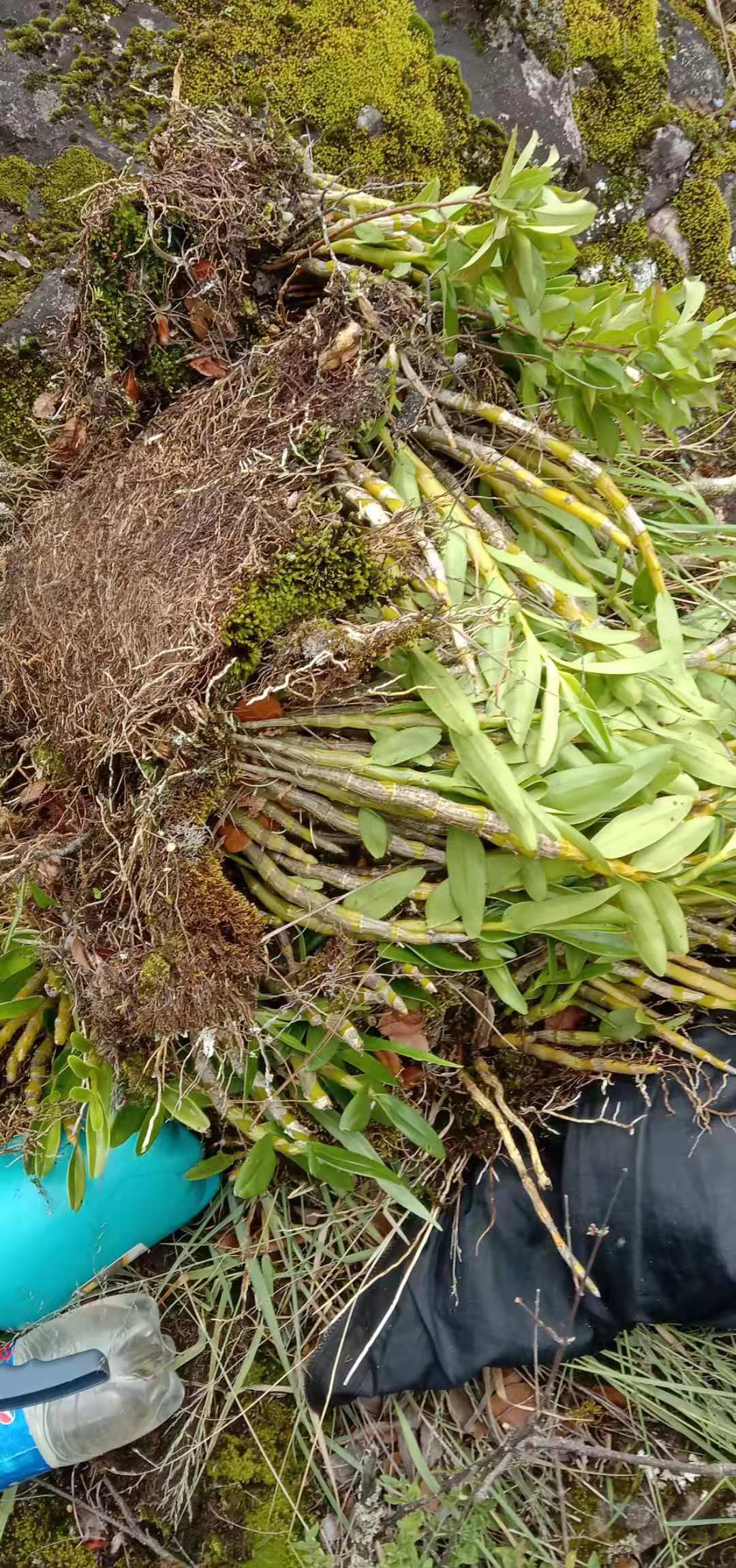  金钗石斛 四川大凉山，新鲜现采现卖，质量保证