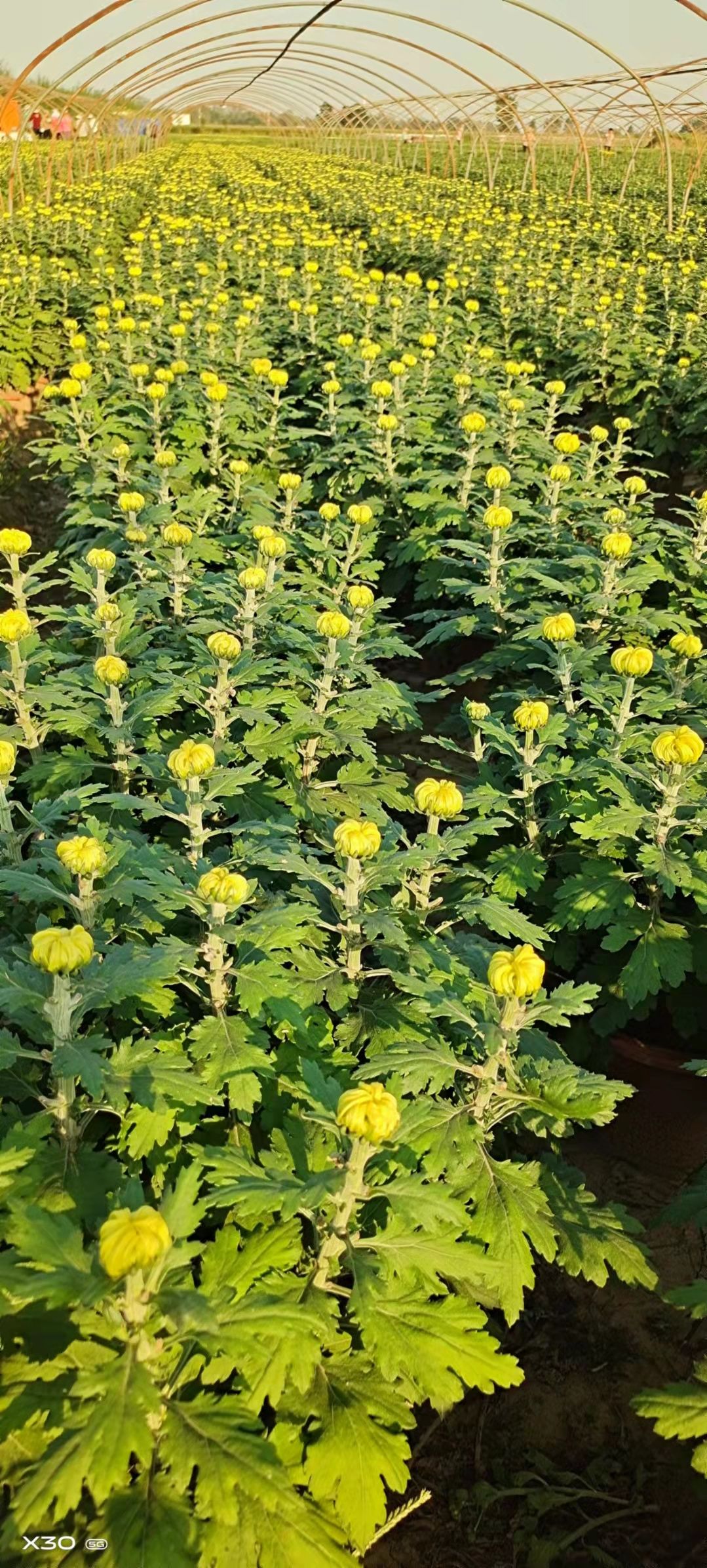  菊花