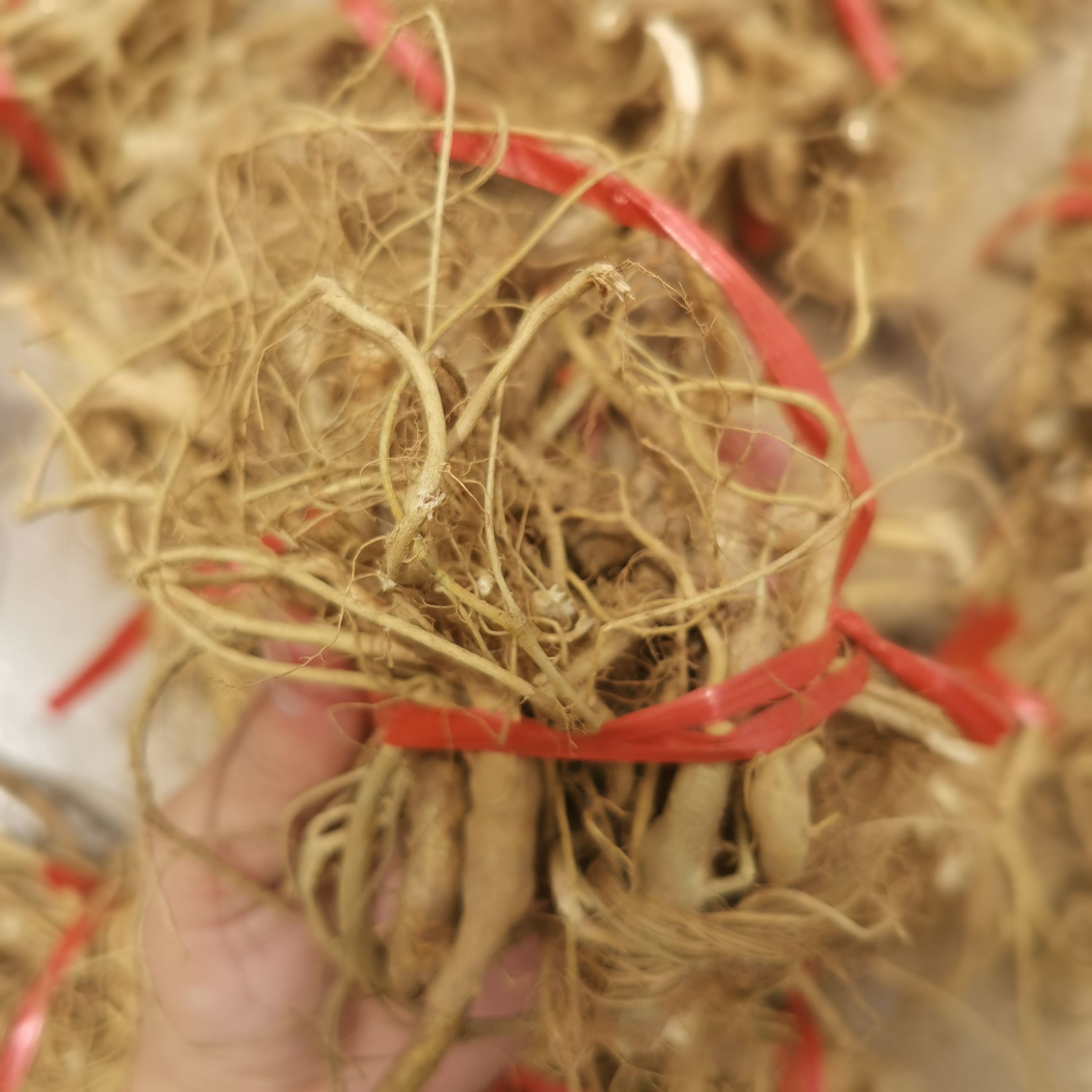 牛奶树根  水洗白花牛奶根干品，特香牛奶味，熬汤料。