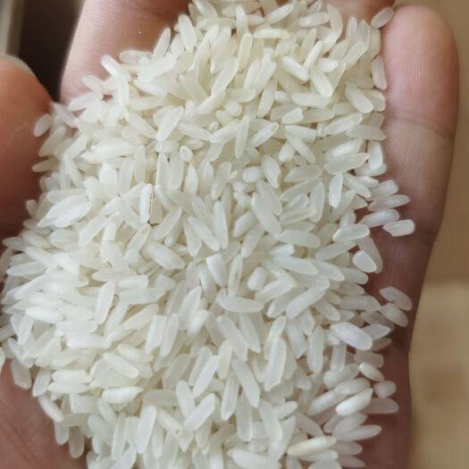 黄梅县长粒香 19年江西鄱阳湖晚稻，晚优