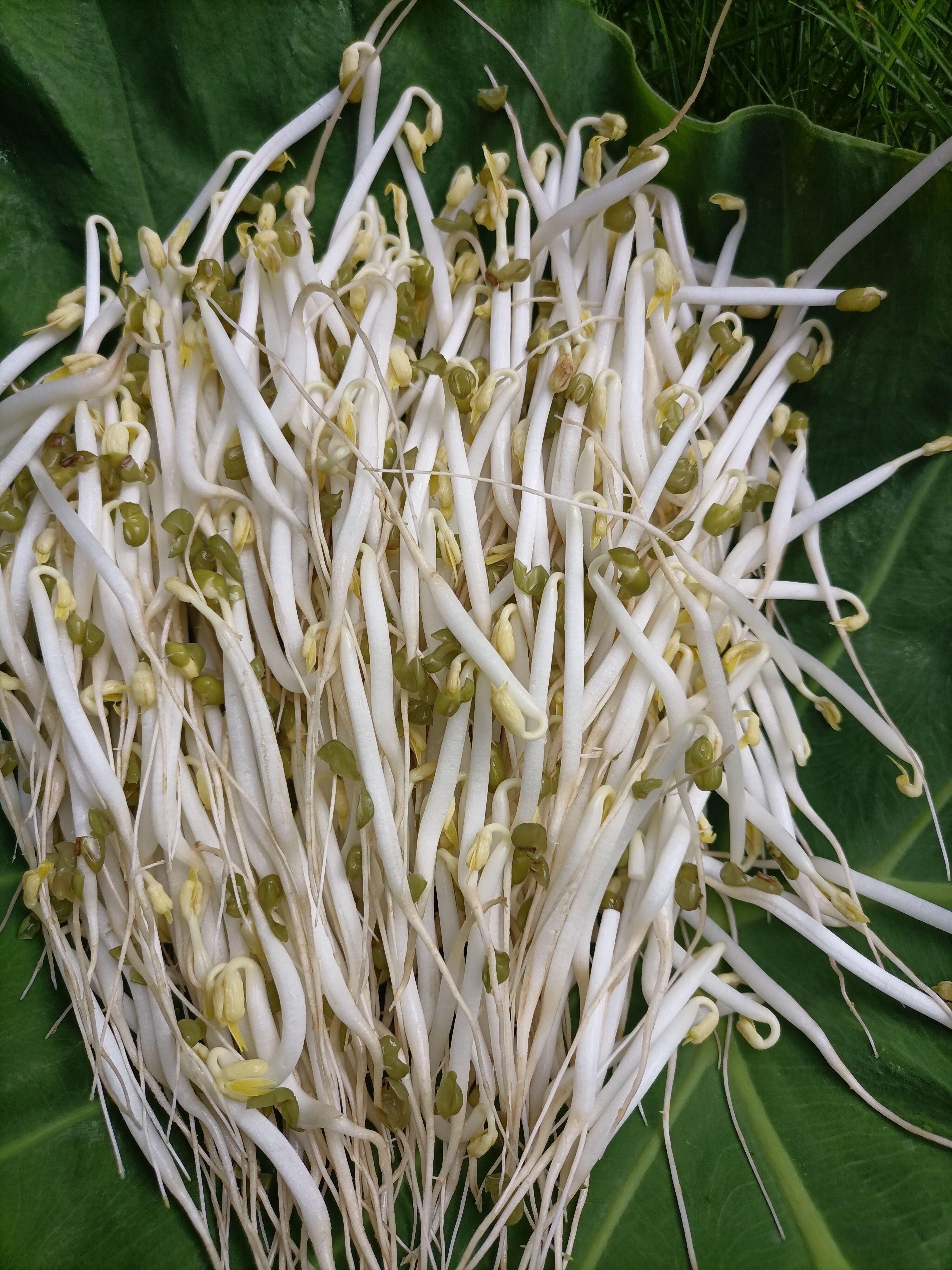 古方豆芽绿豆芽有机种植