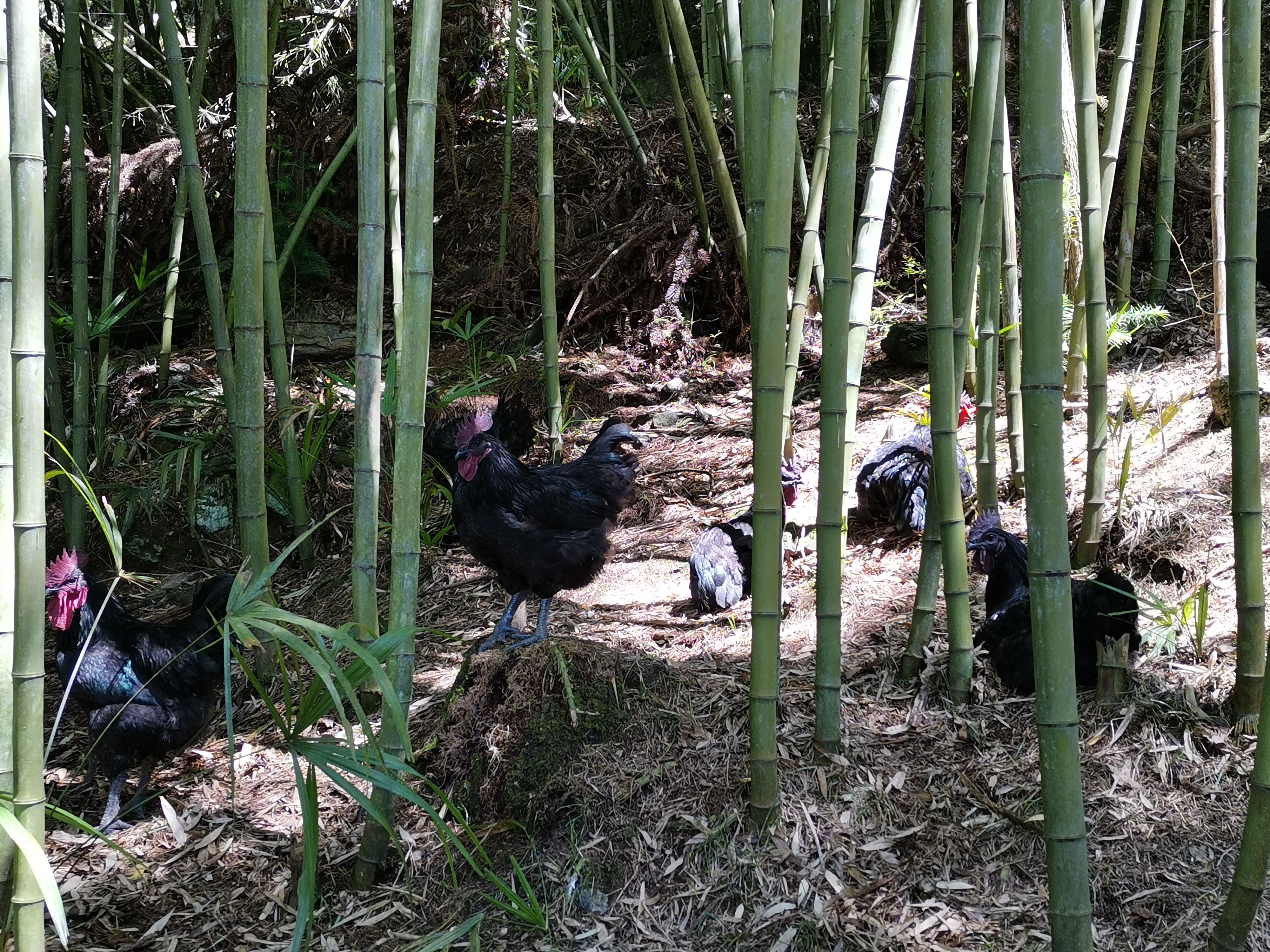 黑羽乌鸡  高山黑羽乌骨鸡散养跑山鸡