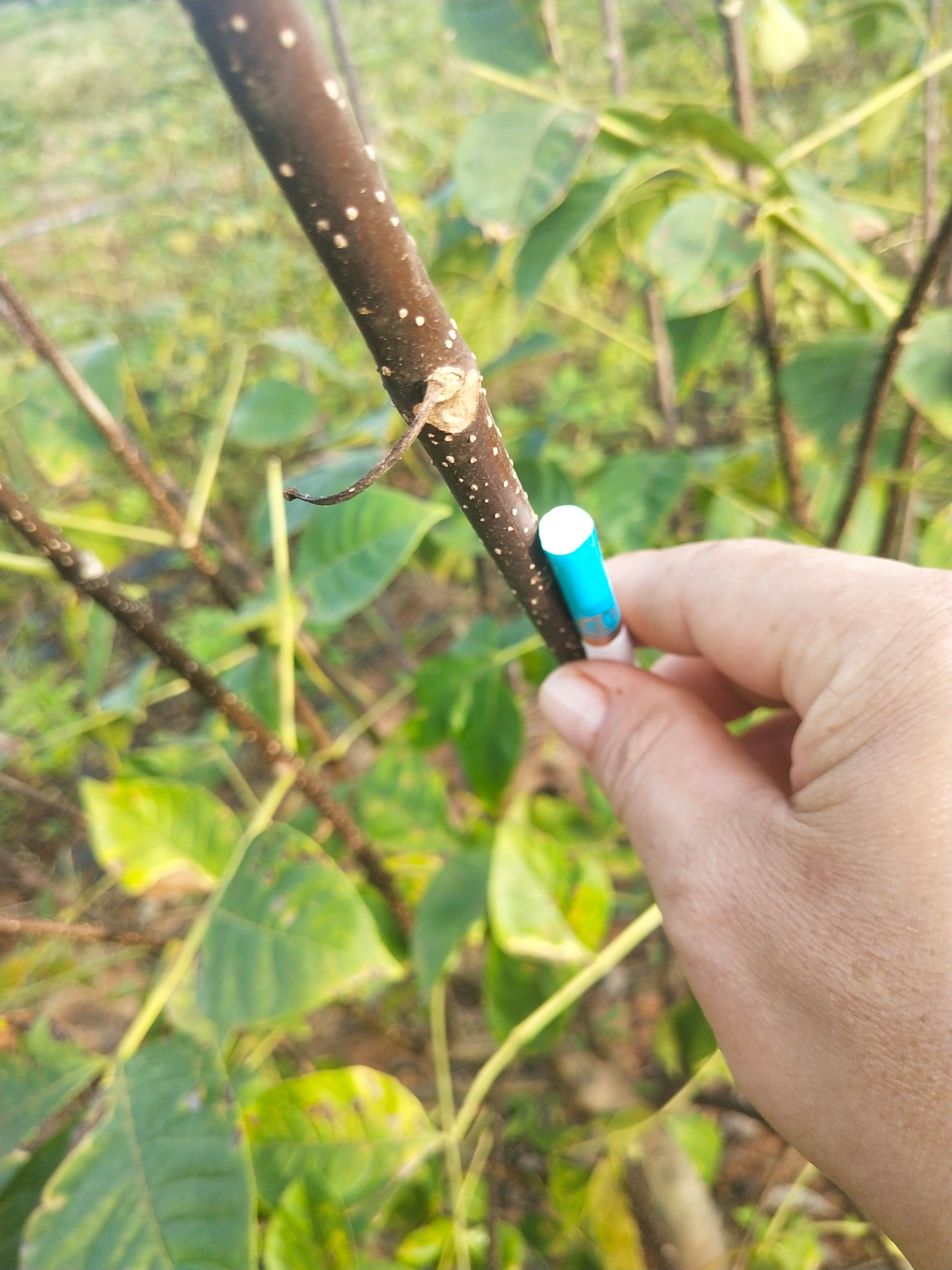 吴茱萸苗，江西中花吴茱萸枝条