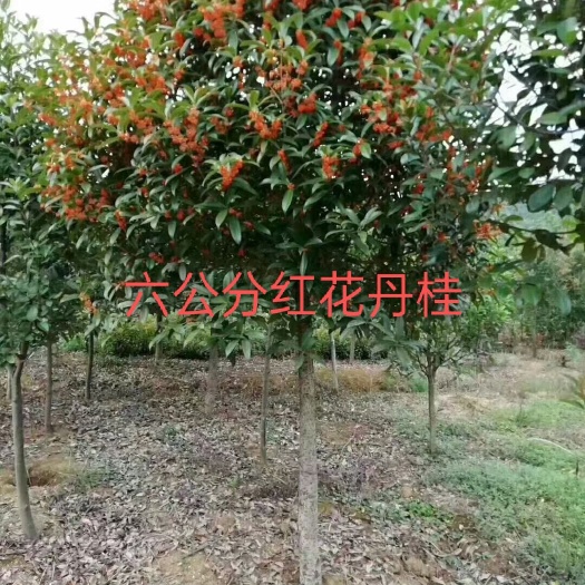 咸宁丹桂  状元红桂花树苗