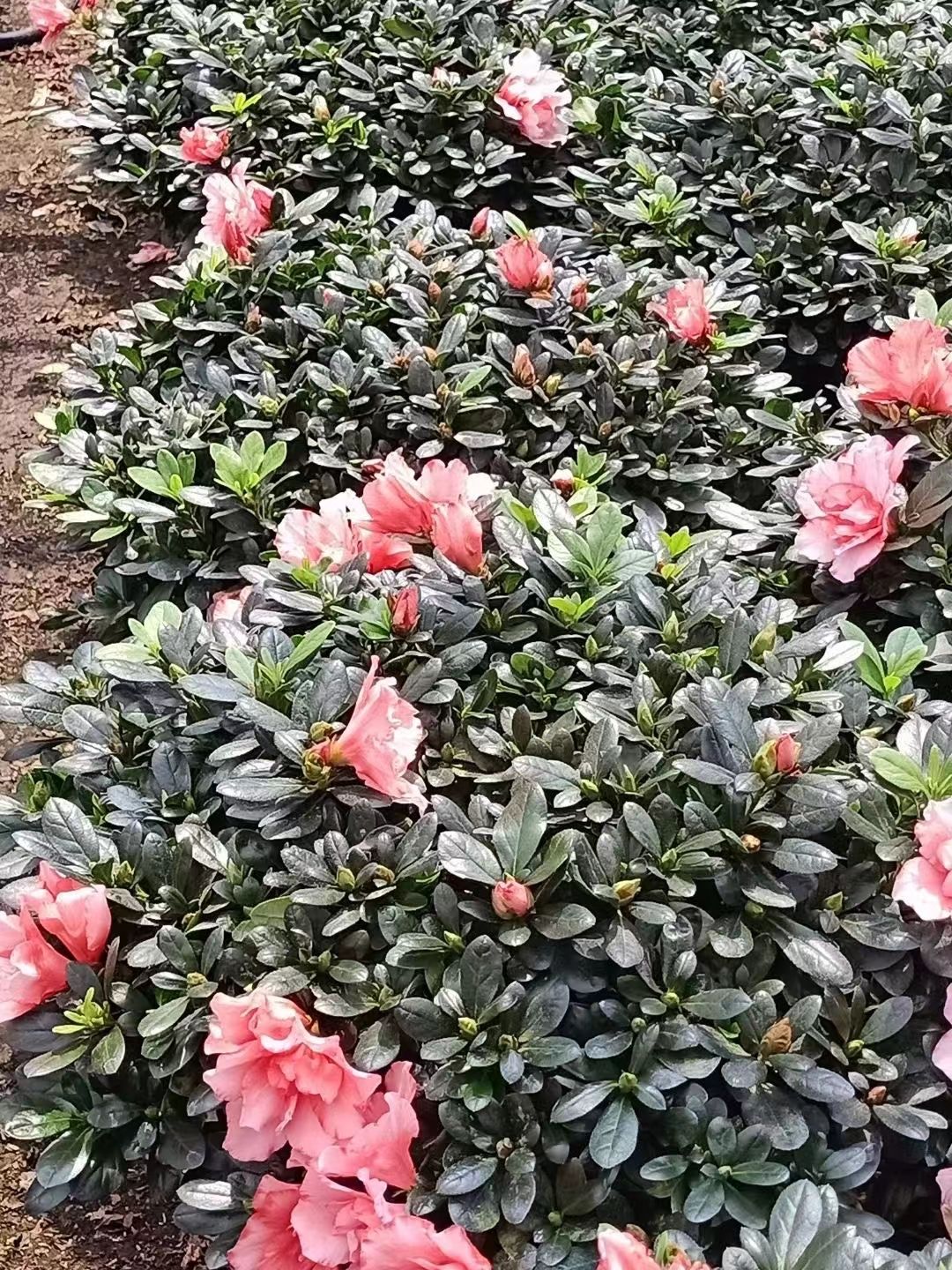 小桃红杜鹃花 比利时杜鹃桃红   樱桃红