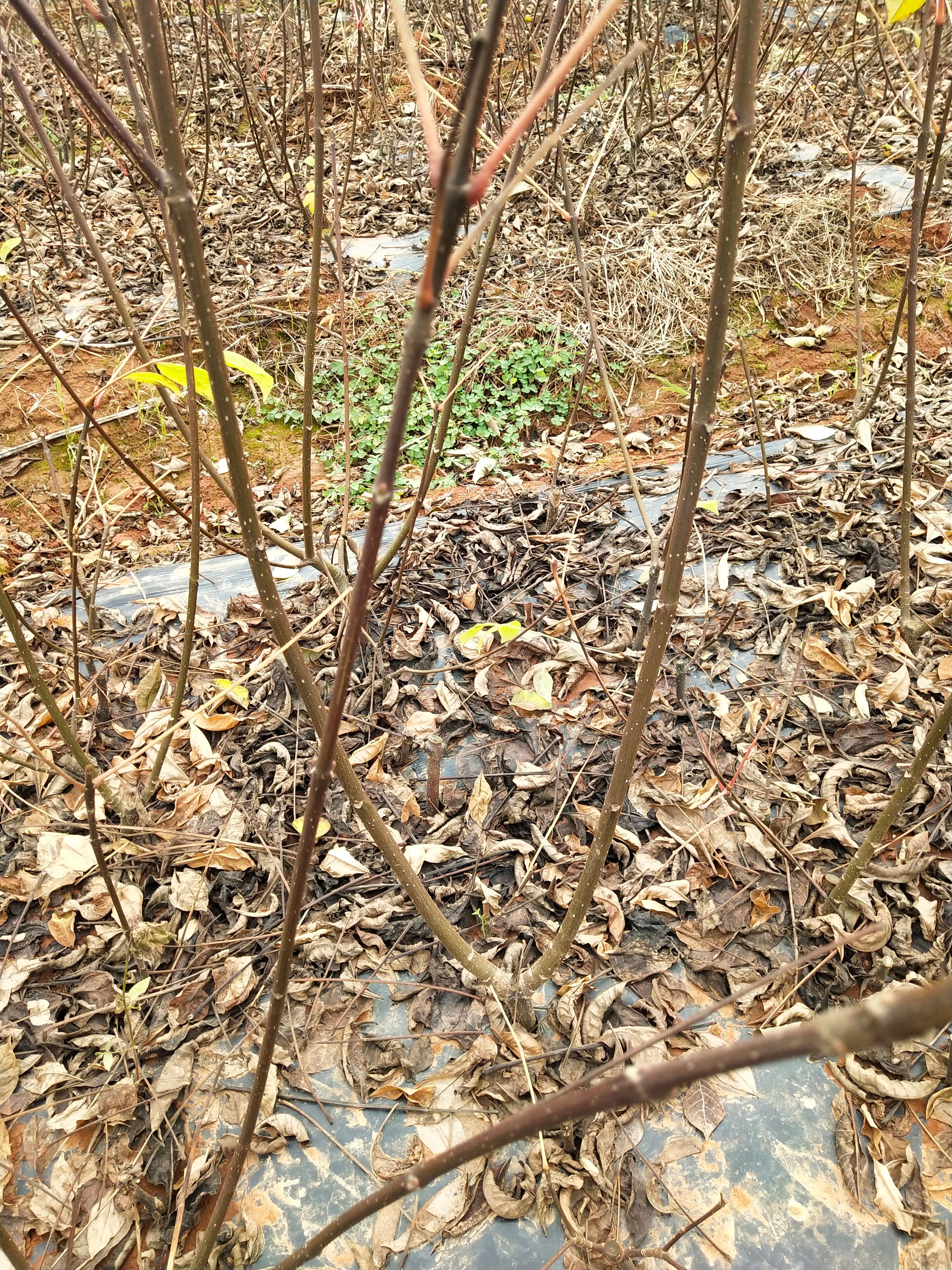 吴茱萸苗，江西中花吴茱萸枝条