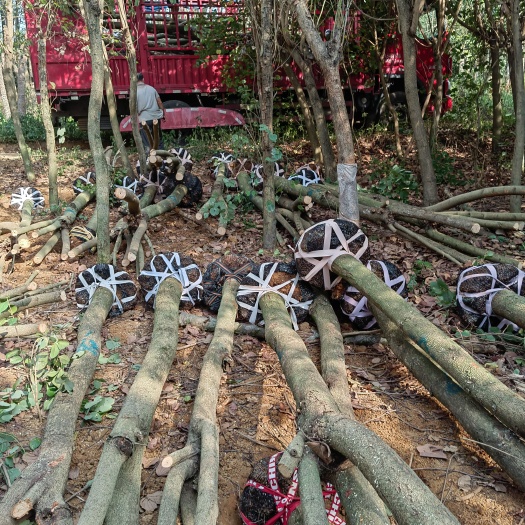 兴安县宫粉紫荆树  占地紫荊大量现货