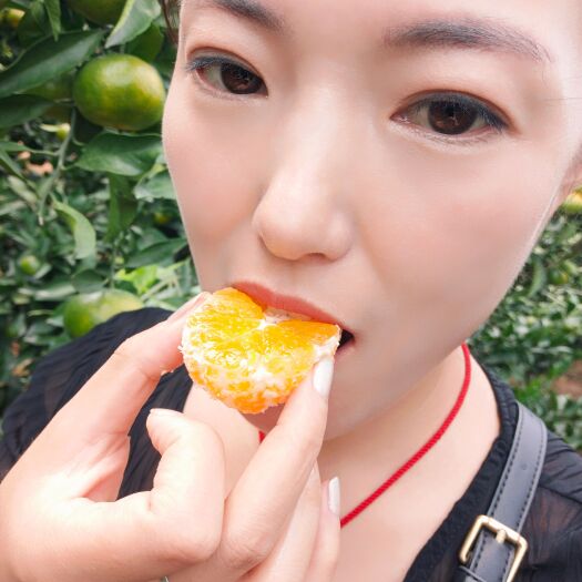 招远市柑桔，特早蜜桔， 肉厚汁多，味甜个大，果园看货，以质论价