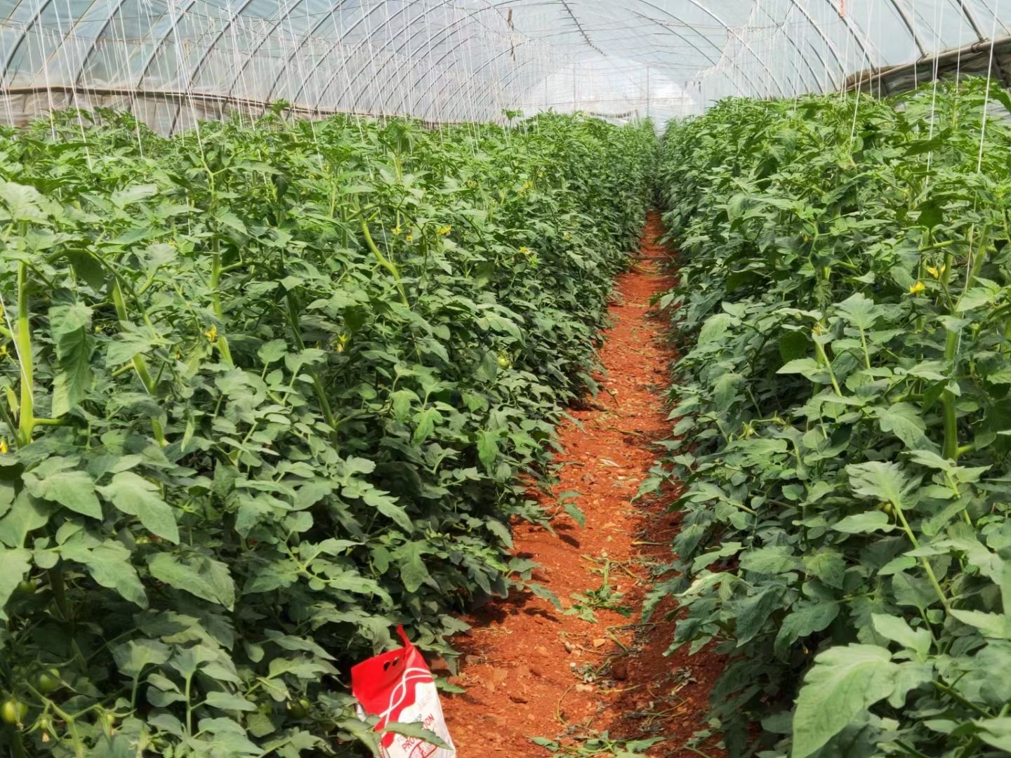 大量元素水溶肥  大量元素肥料  平衡的：NPK20-20-