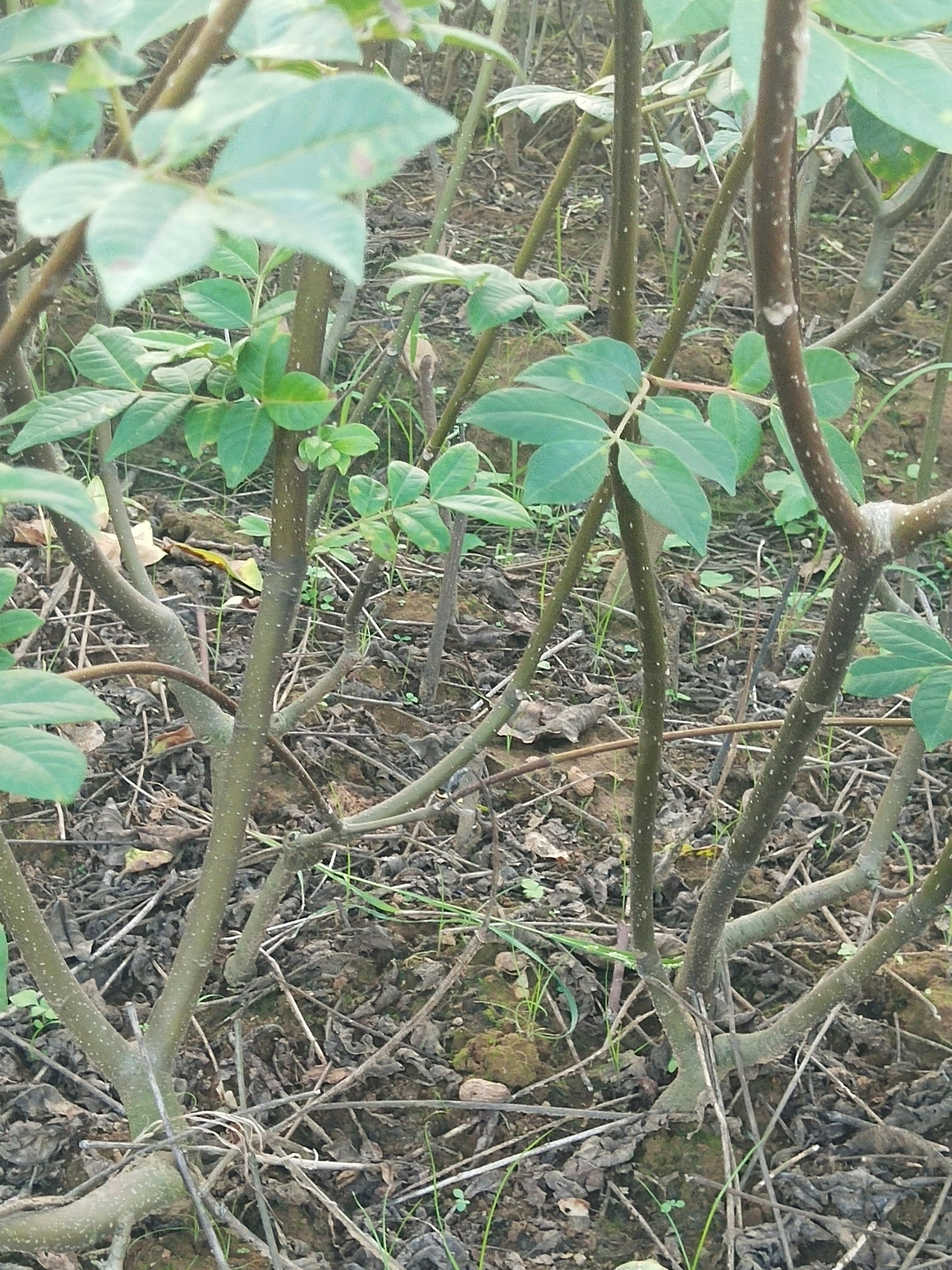 江西中花吴茱萸苗，吴茱萸扦插苗