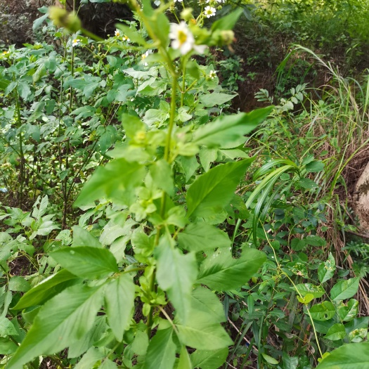 钟山县 鬼针草