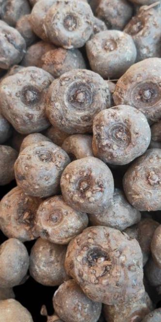 魔芋 贵州省毕节市威宁彝族回族苗族自治县