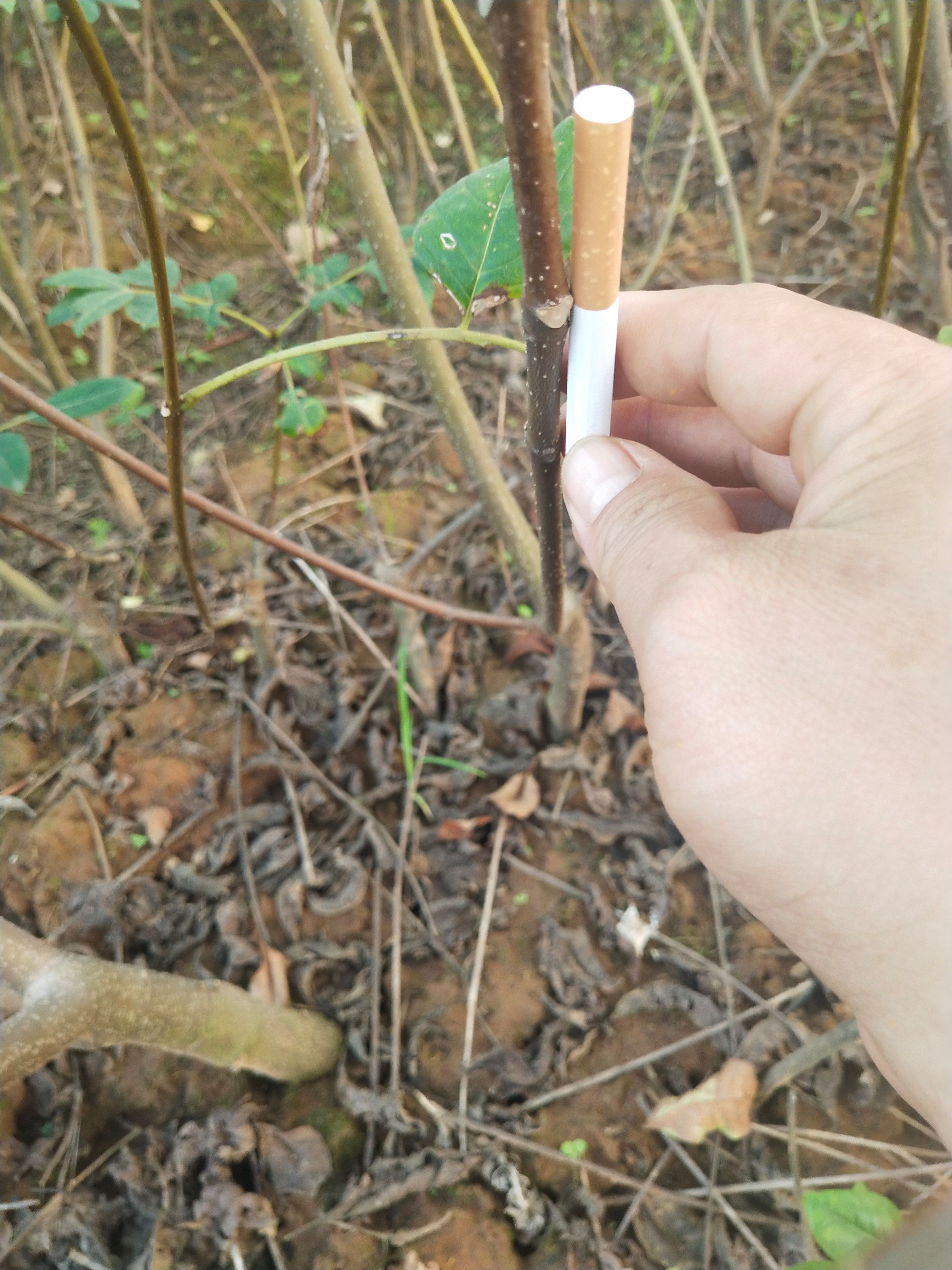 吴茱萸苗  江西中花吴茱萸种苗，枝条，优选自家种树培育，品种