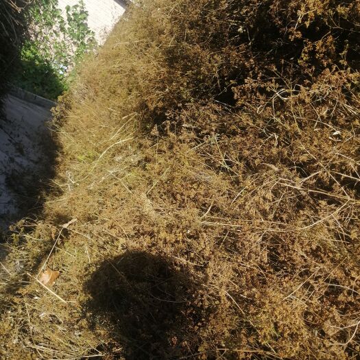 随县败火草 黄花败酱草产新