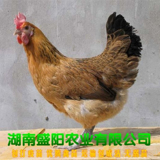 衡阳批发脱温土鸡苗半大土鸡苗架子鸡苗青年鸡苗绿壳蛋鸡脱温苗