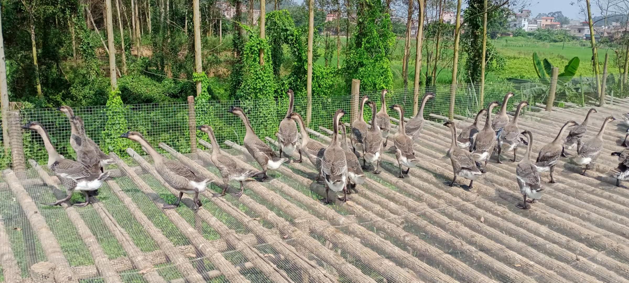  马岗鹅