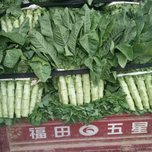 兰陵县青叶莴笋  兰陵秋季莴笋陆续上市